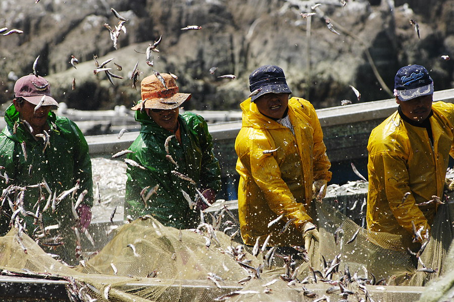Korean fishers working together to shake anchovies from a net