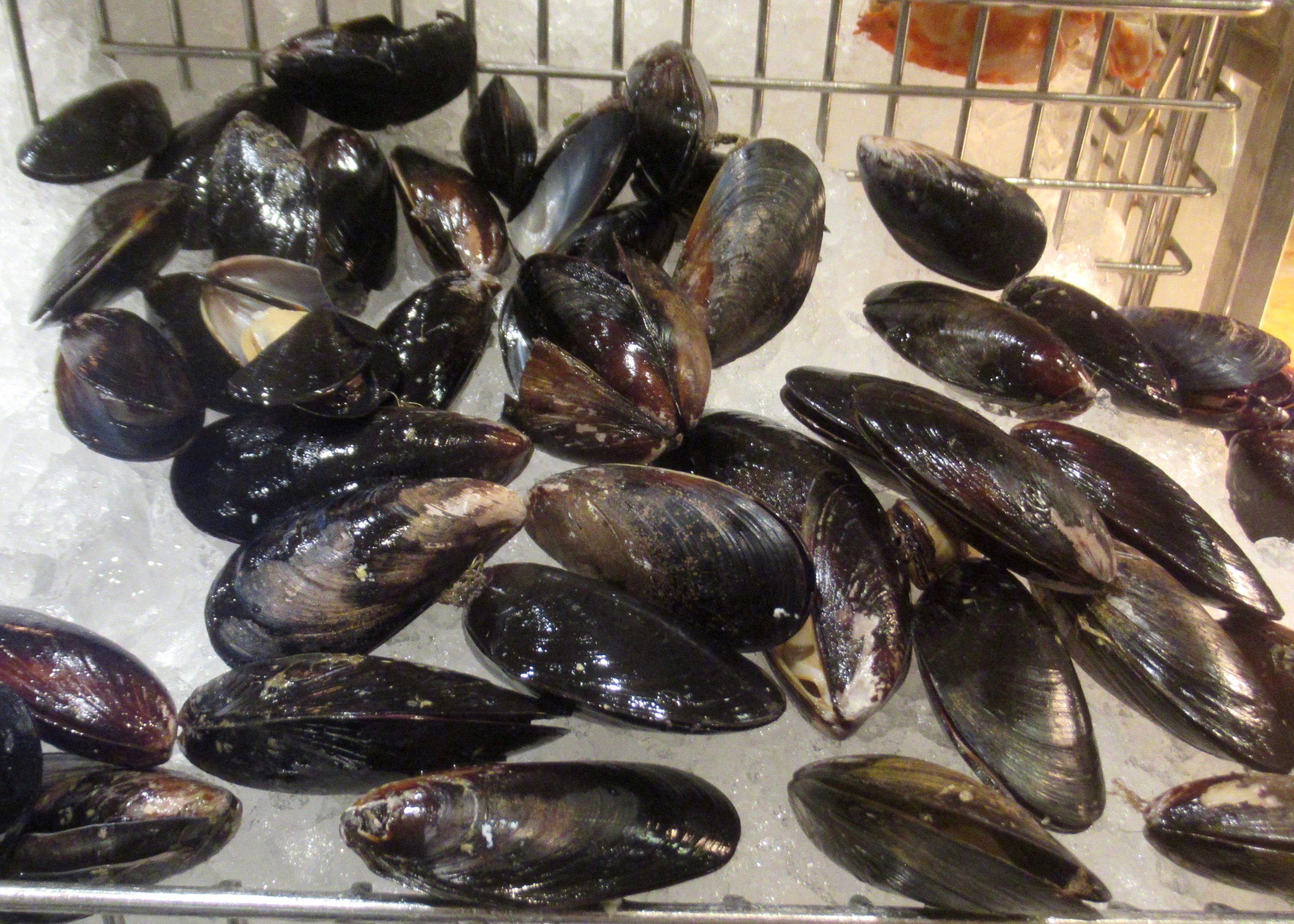 Mussels